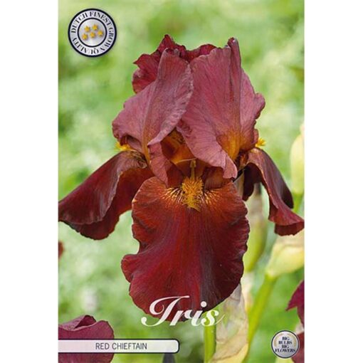 40627 Iris – Ίρις Red Chieftain