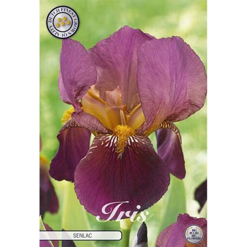 40631 Iris Senlac
