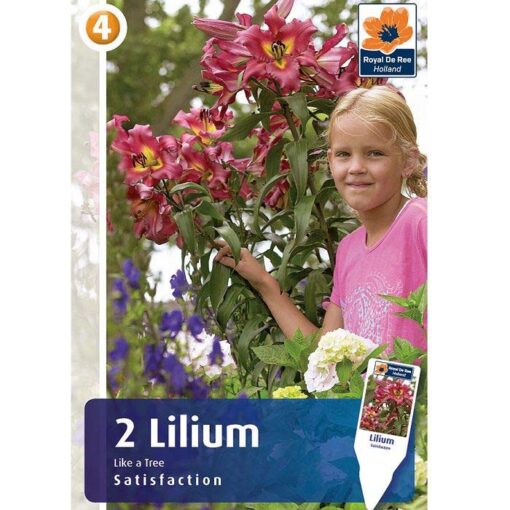 08519 Lilium – Λίλιουμ Satisfaction