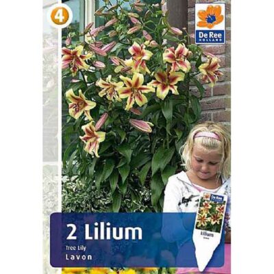 08522 Lilium – Λίλιουμ Lavon