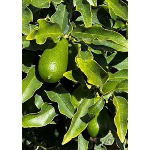 20296 Citrus japonica syn. Fortunella margita – Kumquat