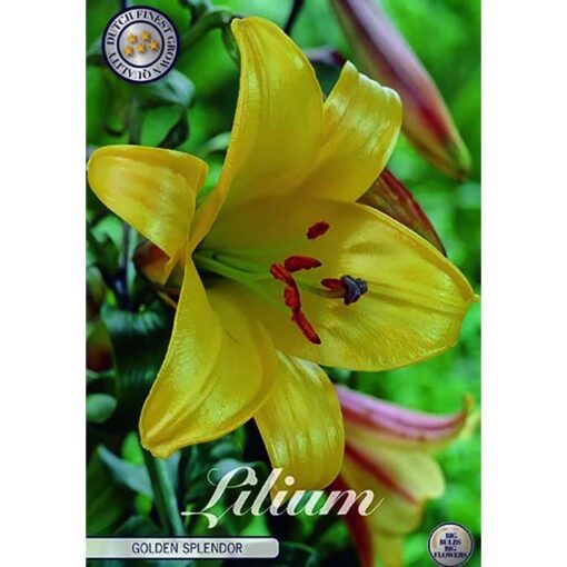 40285 Lilium – Λίλιουμ Golden Splendor