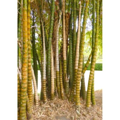 13344 Bambusa vulgaris aurea – Μπαμπού η κοιλιά του Βούδα