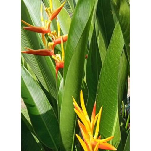 20293 Heliconia latispatha – Expanded Lobster Claw