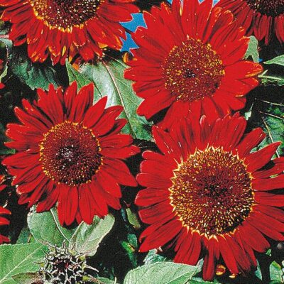 Sunflower Seeds – 86720 Rotte Sonne (Helianthus annuus)