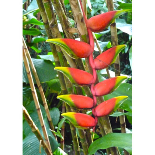 12981 Heliconia rostrata – Haging Lobster Claw