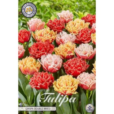 80666 Tulipa Crispa Double Mixed