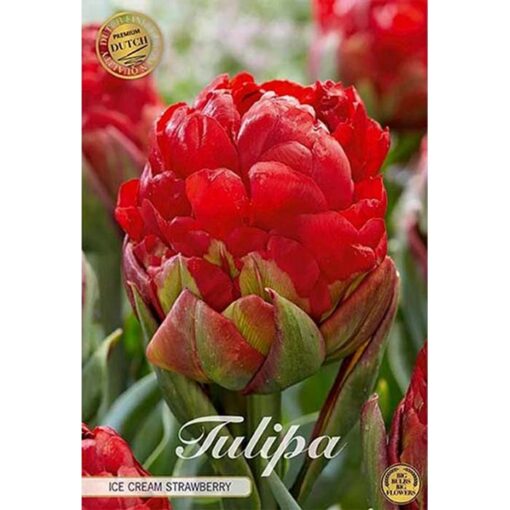 80731 Tulipa – Τουλίπα Ice Cream Strawberry