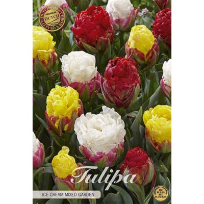 80732 Tulipa – Τουλίπα Ice Cream Garden Mixed