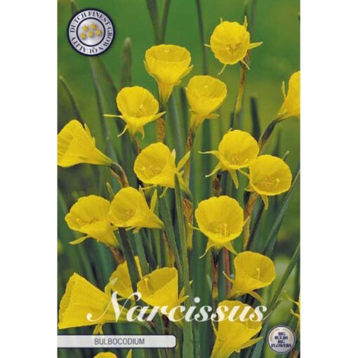 82200 Narcissus – Νάρκισσος Bulboconium