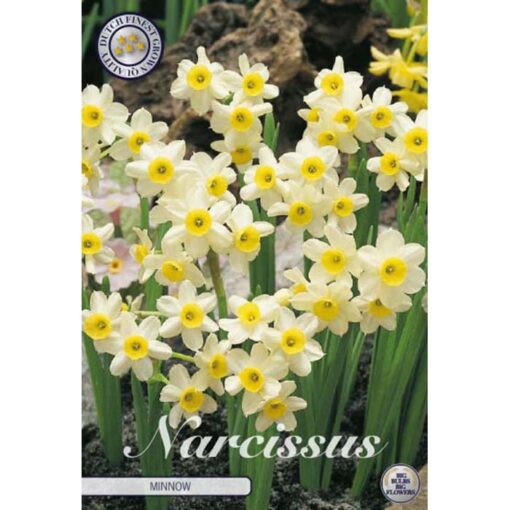82235 Narcissus – Νάρκισσος Minnow