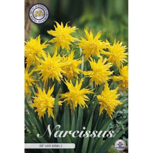 82260 Narcissus Rip van Winkle
