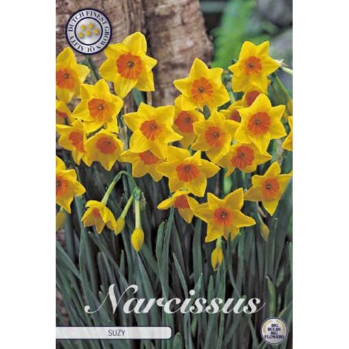 82280 Narcissus Suzy