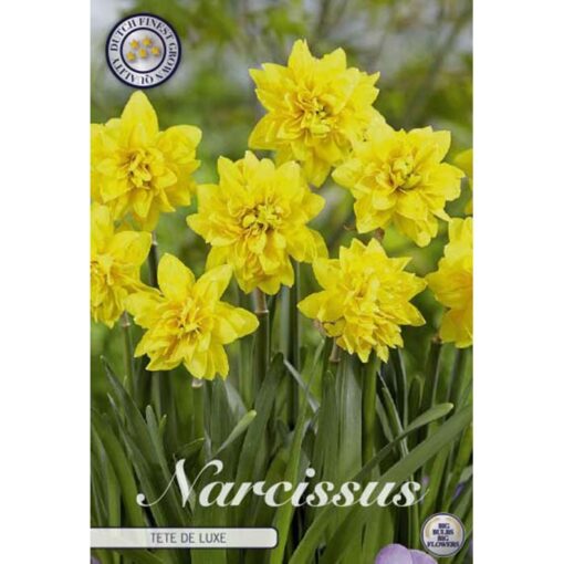 82290 Narcissus – Νάρκισσος Tête à Tête de Luxe