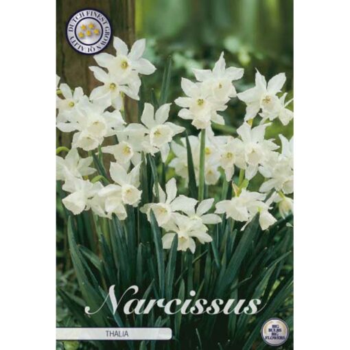 82295 Narcissus – Νάρκισσος Thalia