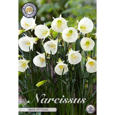82299 Narcissus White Petticoat