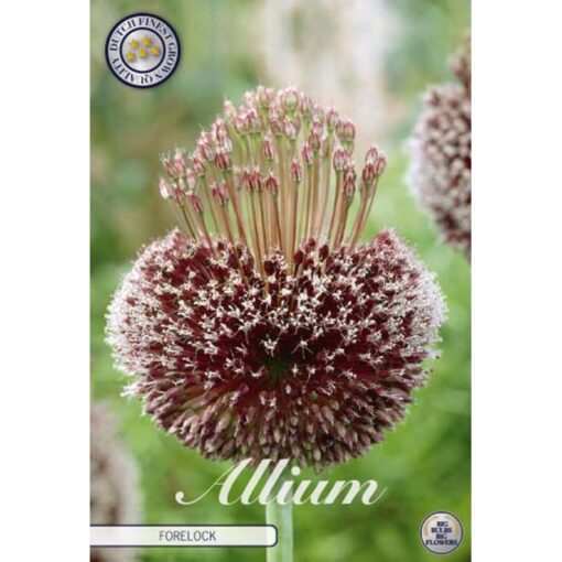 84025 Allium – Αλλιουμ Forelock