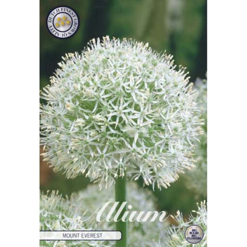 84065 Allium – Αλλιουμ Mount Everest