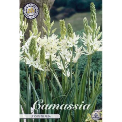 84205 Camassia – Καμάσσια Leichtlini Alba