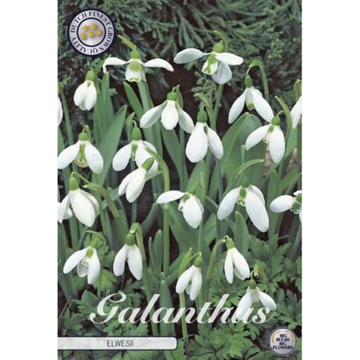 84465 Galanthus – Γάλανθος Elwesii
