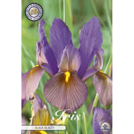 84510 Iris Black Beauty