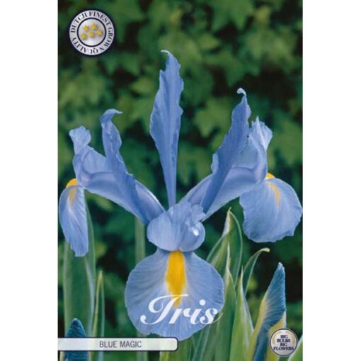 84520 Iris Blue Magic