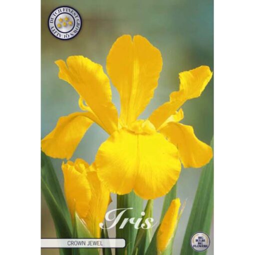84525 Iris – Ίρις Crown Jewel