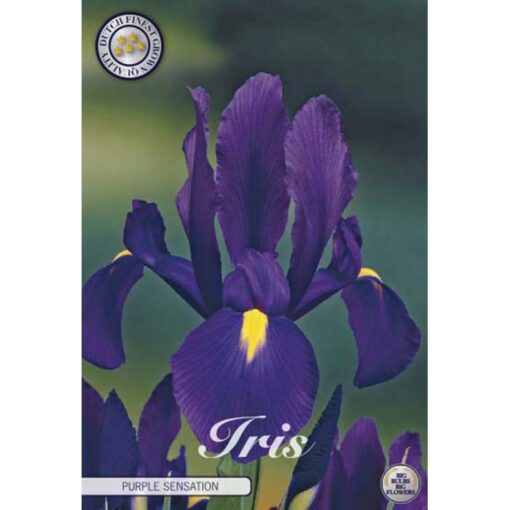 84540 Iris – Ίρις Purple Sensation