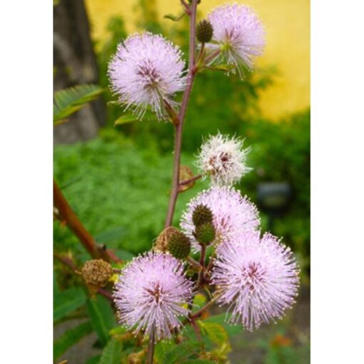 12342 Mimosa pudica – Sensitive Plant - Touch me not