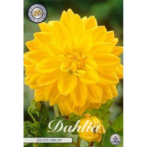40032 Dahlia Golden Emblem