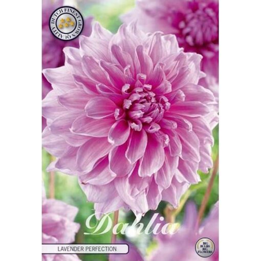40039 Dahlia – Ντάλια Lavender Perfection