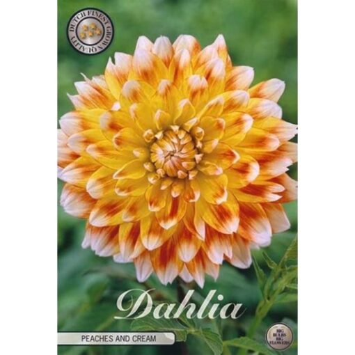 40053 Dahlia – Ντάλια Peaches and Cream