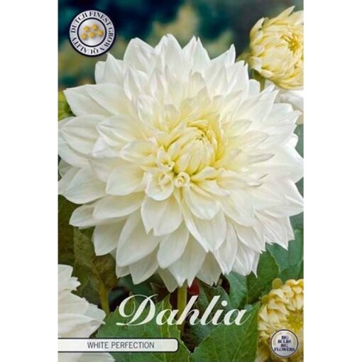 40081 Dahlia – Ντάλια White Perfection