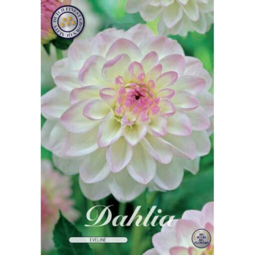40086 Dahlia – Ντάλια Eveline