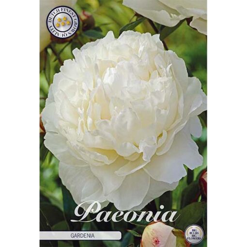 40634 Paeonia – Παιώνια Gardenia