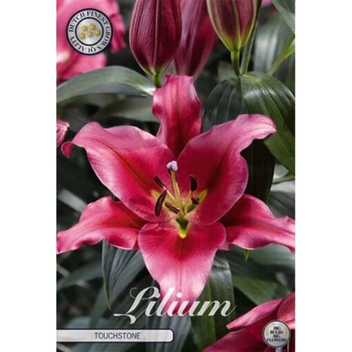 41017 Lilium – Λίλιουμ Touchstone