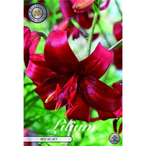 41025 Lilium – Λίλιουμ Red Velvet