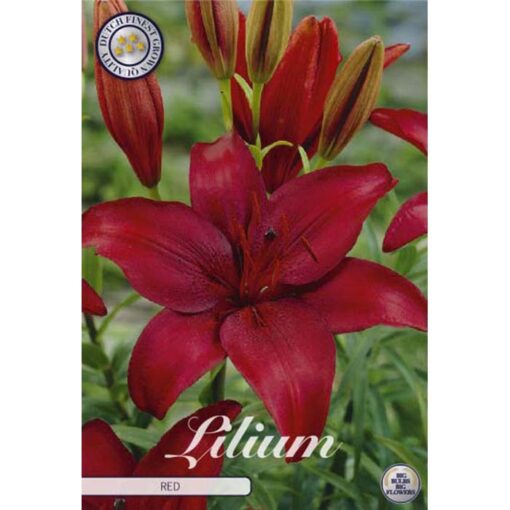 41030 Lilium Red County