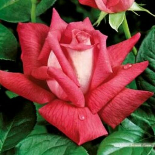Bare-rooted rose OG1830 – Bella Donna
