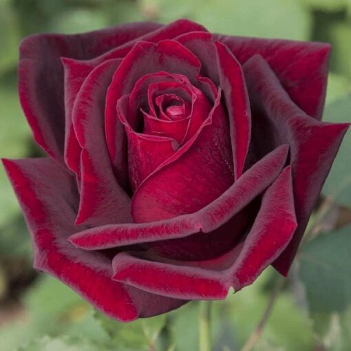 Bare-rooted rose OG0715 – Rosa Nera