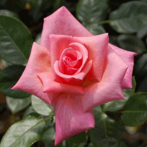 Bare-rooted rose OG3653 – Smooth Lady