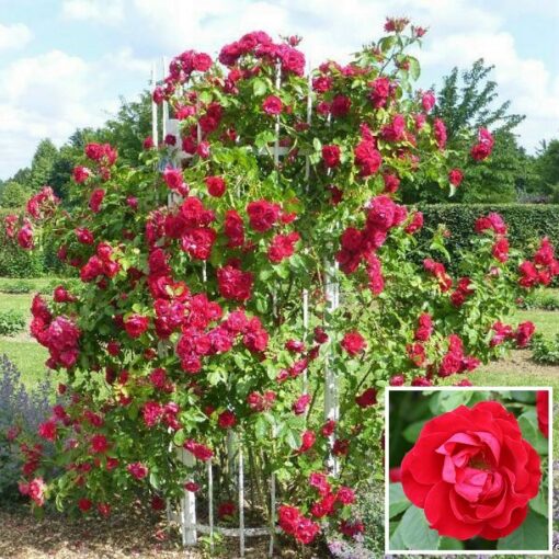Bare-rooted rose OG0750 – Crimson King