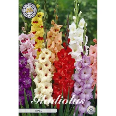 40212 Gladiolus Large Flowered Mixed