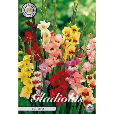 40537 Gladiolus Butterfly Mixed