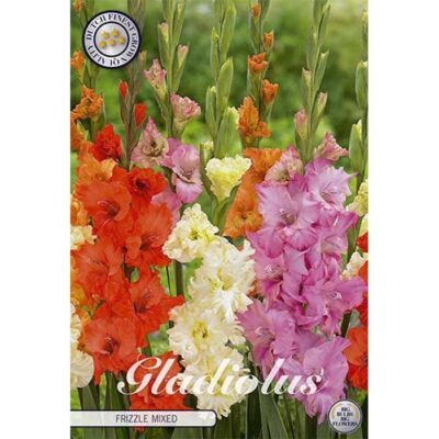 40546 Gladiolus – Γλαδιόλα Frizzle Mixed