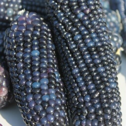 Corn Seeds – DF 98748 Heavenly Blue (Zea mays microsperma)