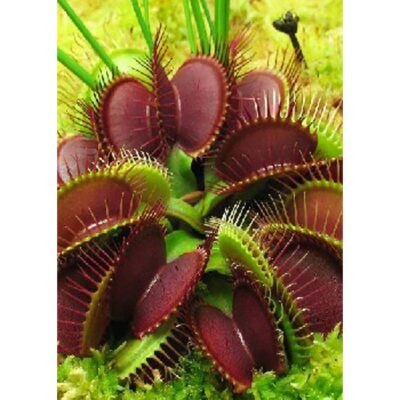 Carnivorous plants seeds – 12715 Dionaea muscipula “Clumping Culitvator”