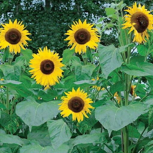 Sunflower Seeds – 86771 King Kong (Helianthus annuus)