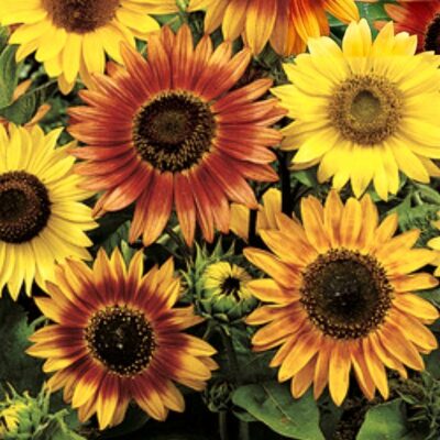 Sunflower Seeds – 86800 Farbenpracht (Helianthus annuus)