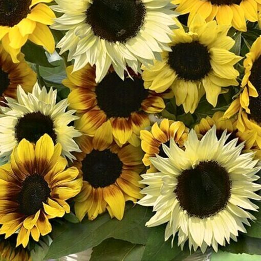 Sunflower Seeds – 86840 Farbenzauber (Helianthus annuus)